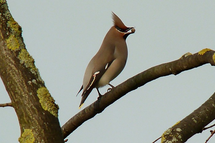 Waxwing