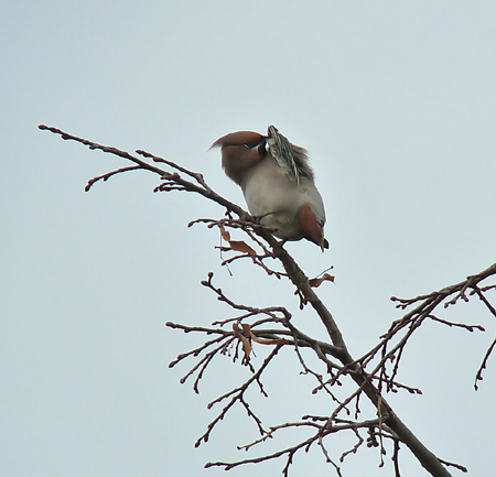 Waxwing