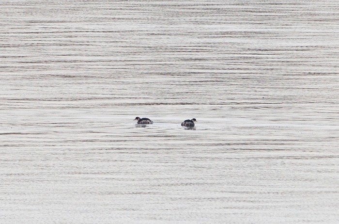 Black-necked Grebe