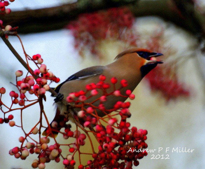Waxwing