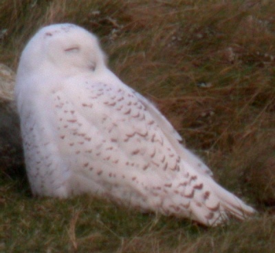 Snowy Owl