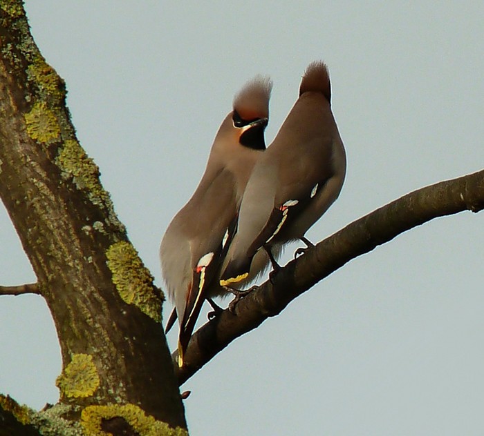 Waxwing