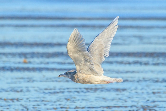 Glaucous Gull