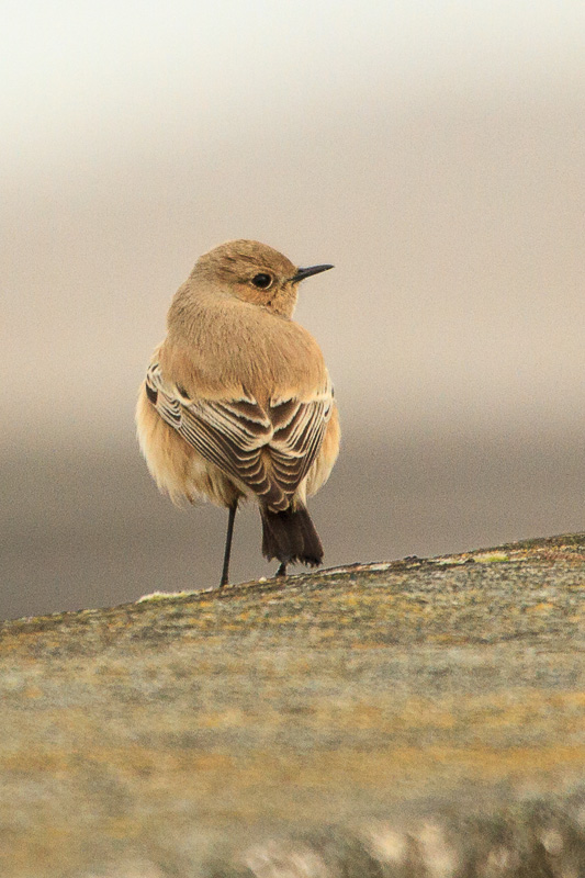 Desert Wheatear