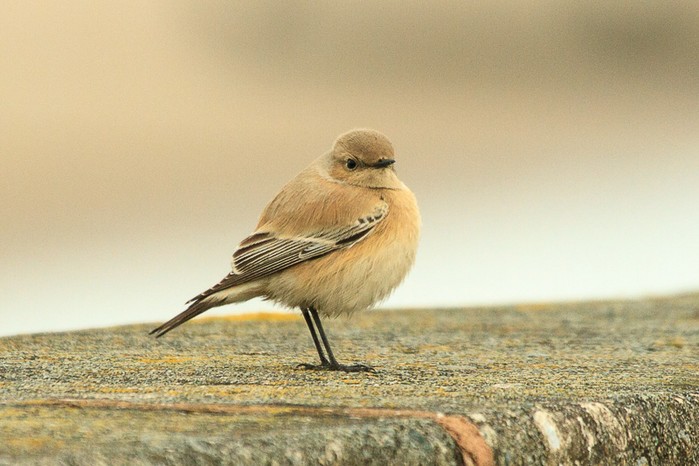Desert Wheatear