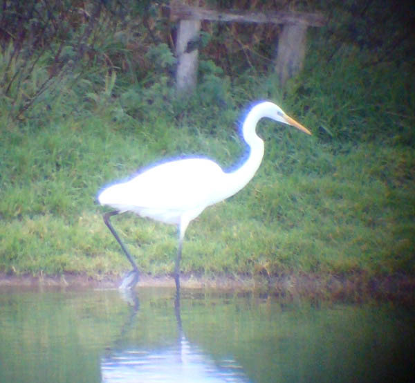 Great White Egret