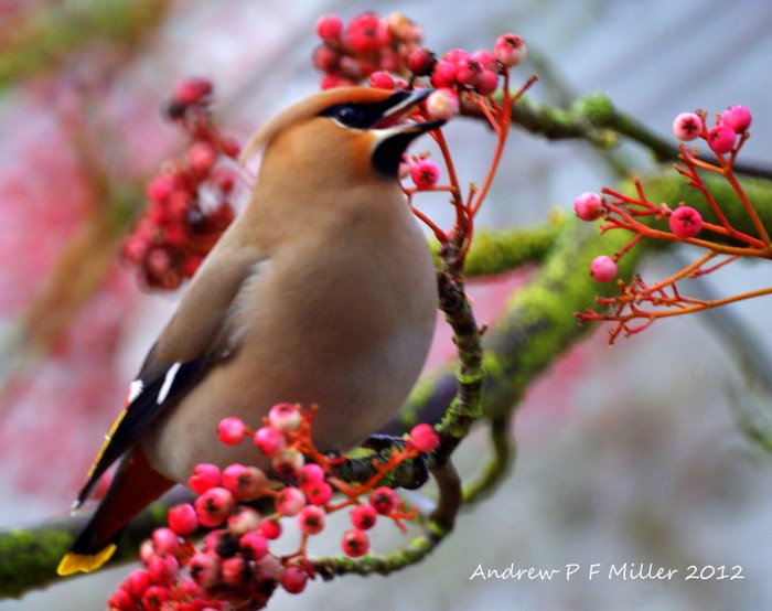 Waxwing