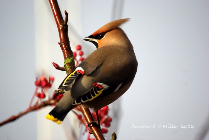 Waxwing
