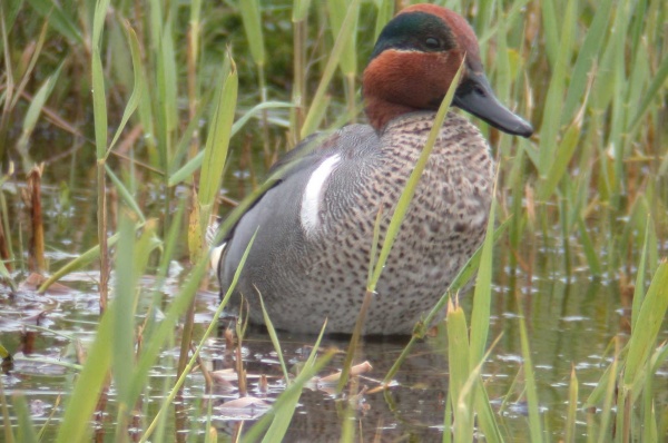 Green-winged Teal