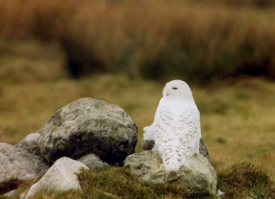 Snowy Owl
