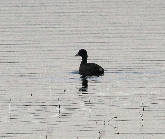 American Coot