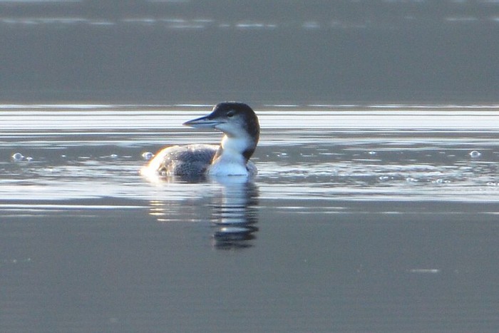 Great Northern Diver