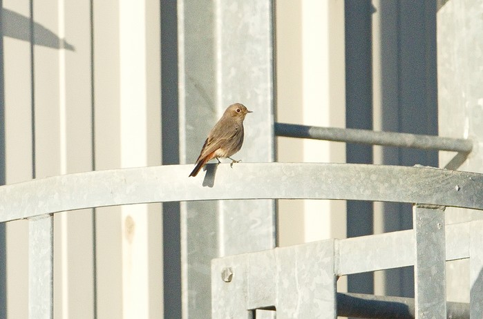 Black Redstart