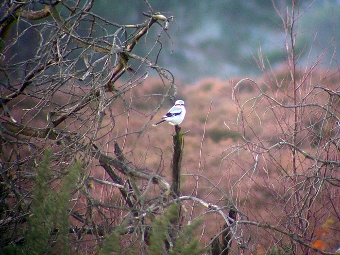 Great Grey Shrike