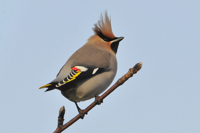 Waxwing