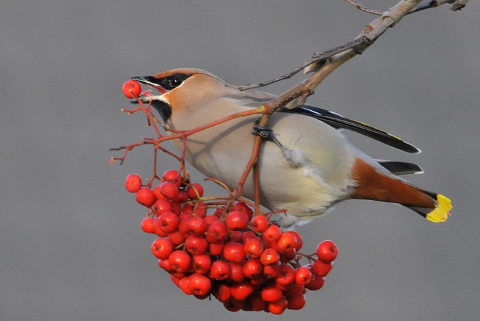 Waxwing