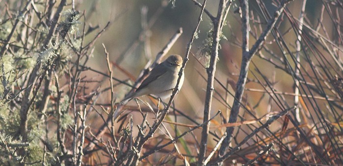 Siberian Chiffchaff