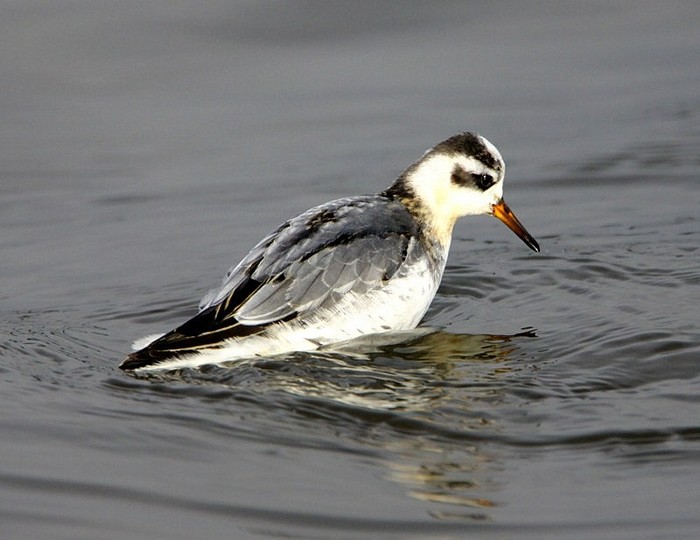 Grey Phalarope