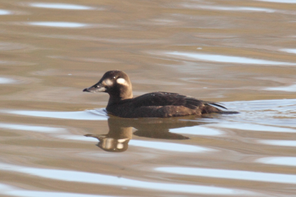 Velvet Scoter