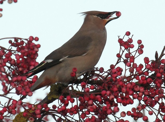 Waxwing