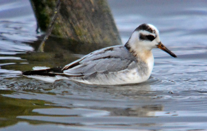 Grey Phalarope