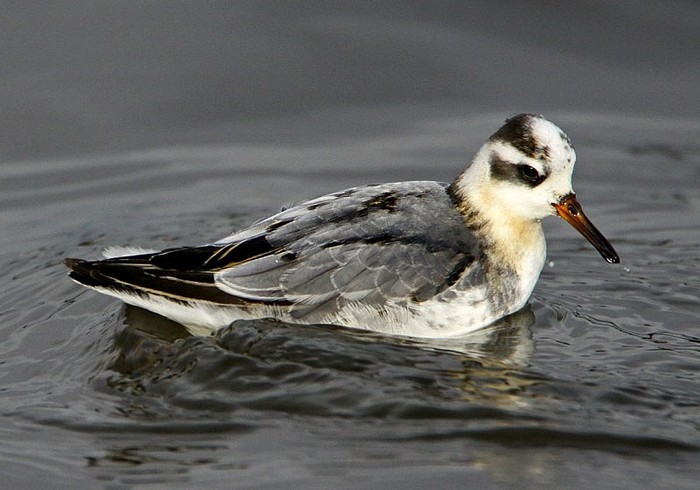 Grey Phalarope