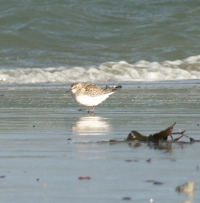 Baird's Sandpiper