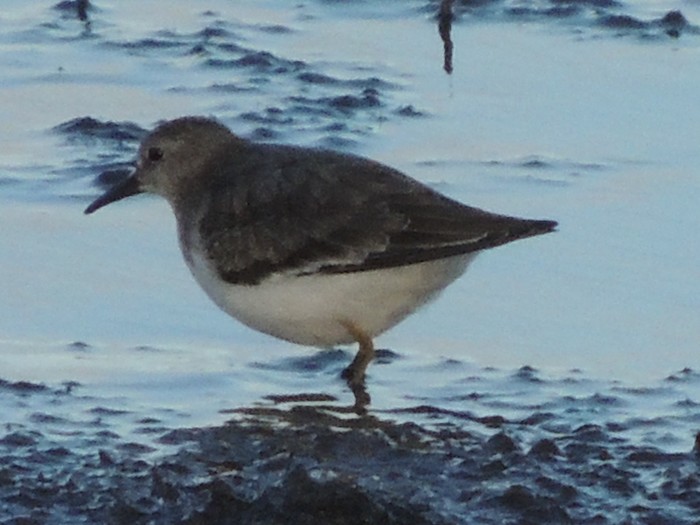 Temminck's Stint