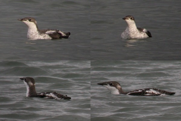 Long-billed Murrelet