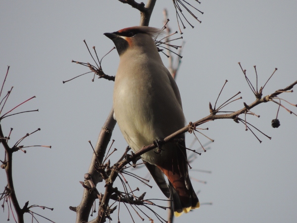 Waxwing