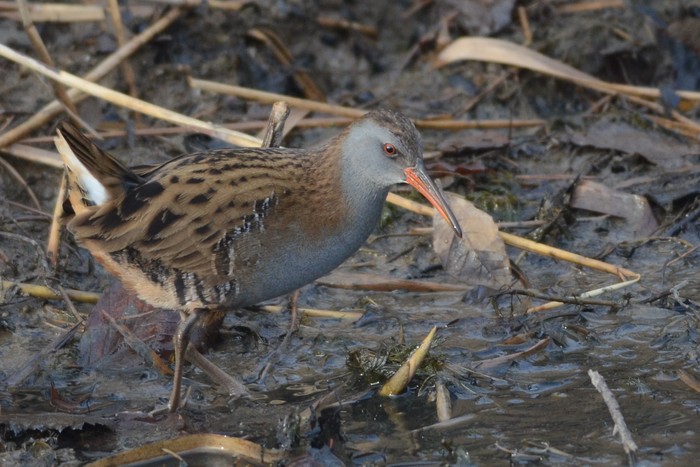 Water Rail