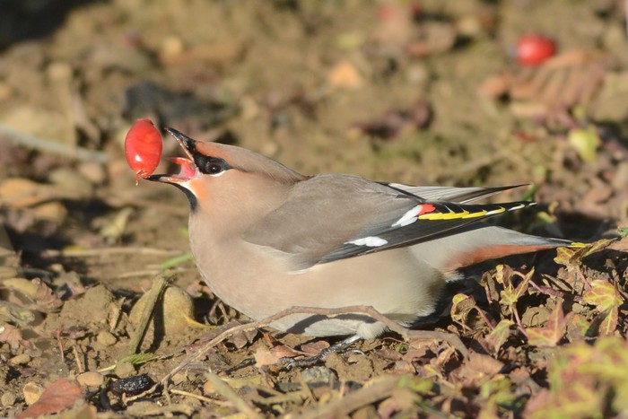 Waxwing