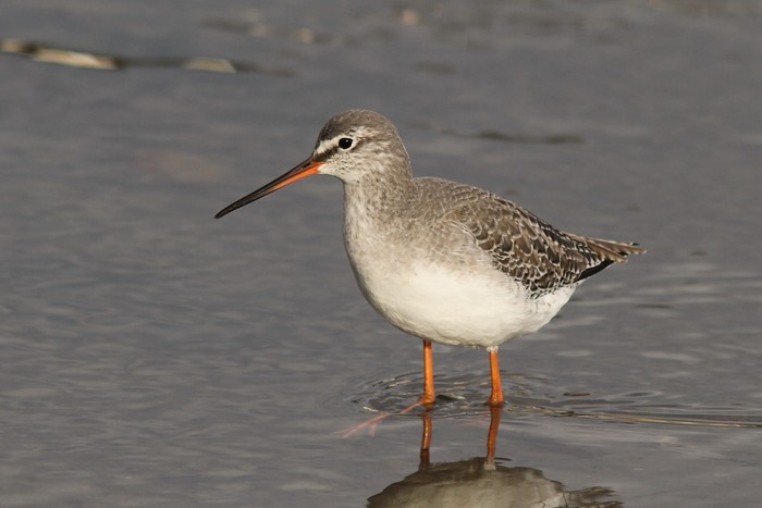 Spotted Redshank