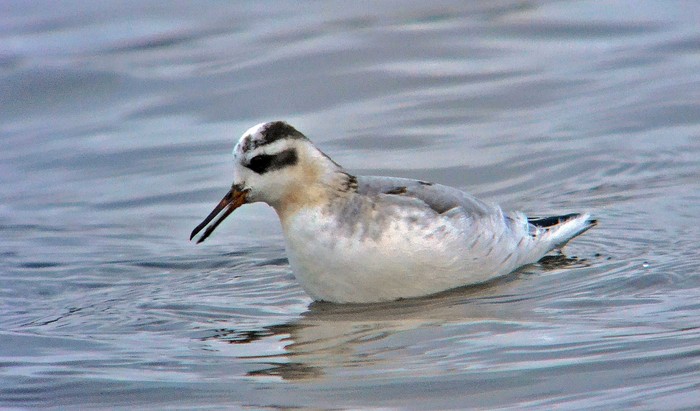 Grey Phalarope