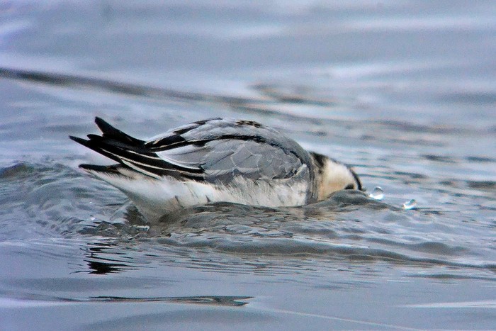 Grey Phalarope