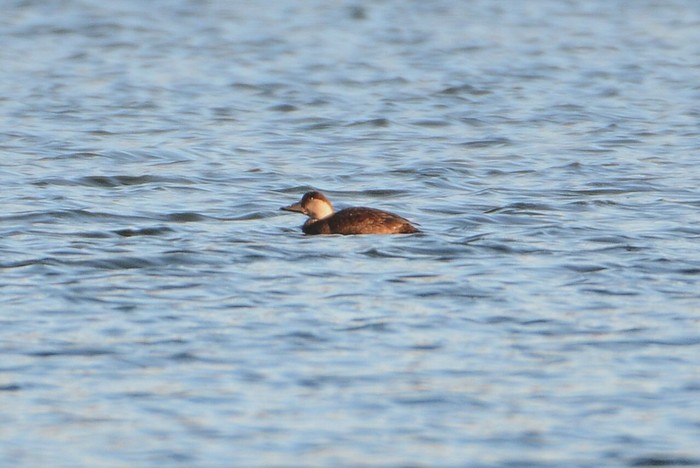 Common Scoter
