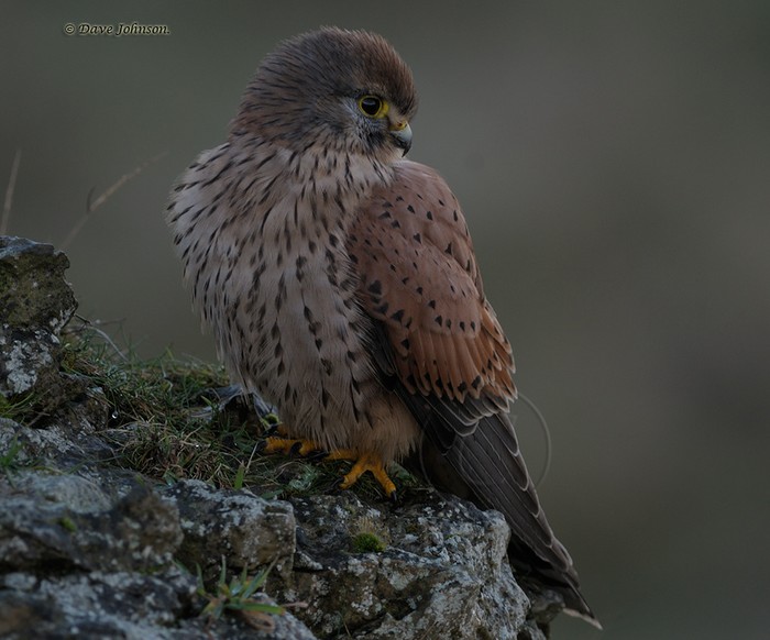 Kestrel