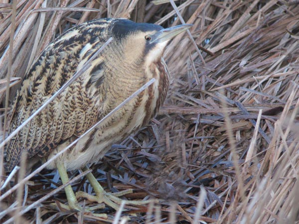 Bittern