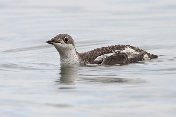 Long-billed Murrelet