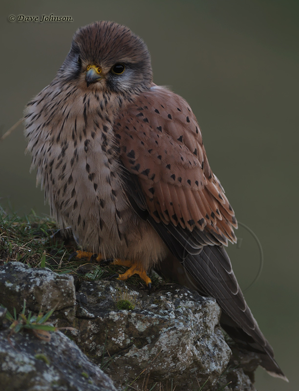 Kestrel