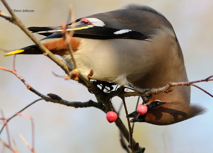 Waxwing