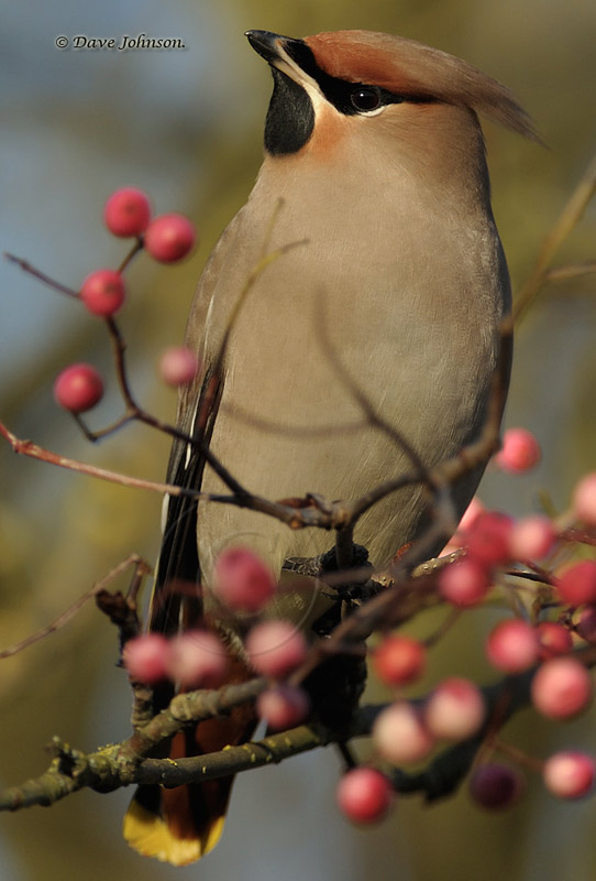 Waxwing