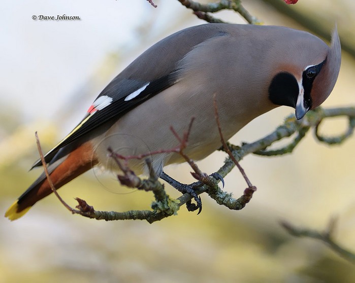 Waxwing