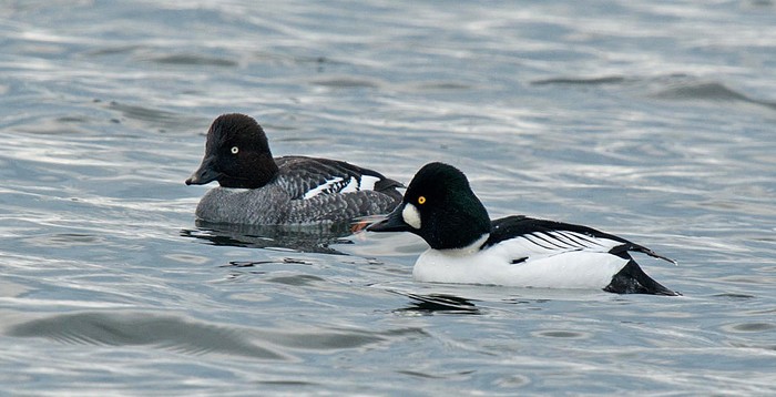 Goldeneye
