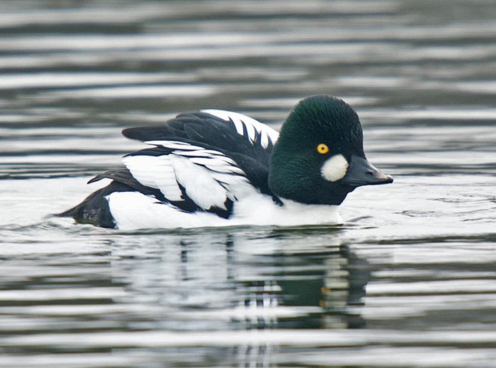 Goldeneye