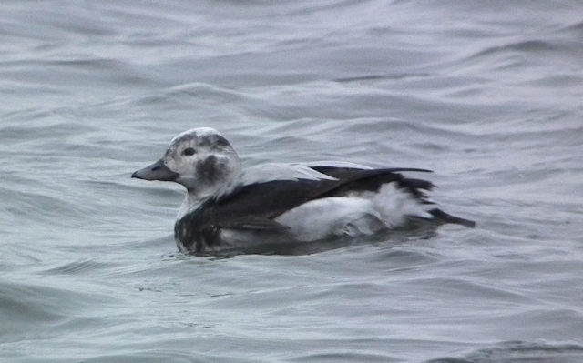 Long-tailed Duck