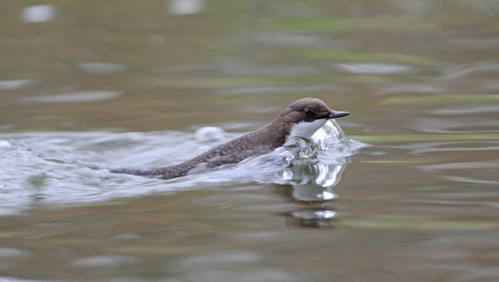 Black-bellied Dipper