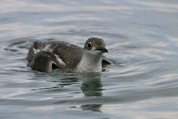 Long-billed Murrelet