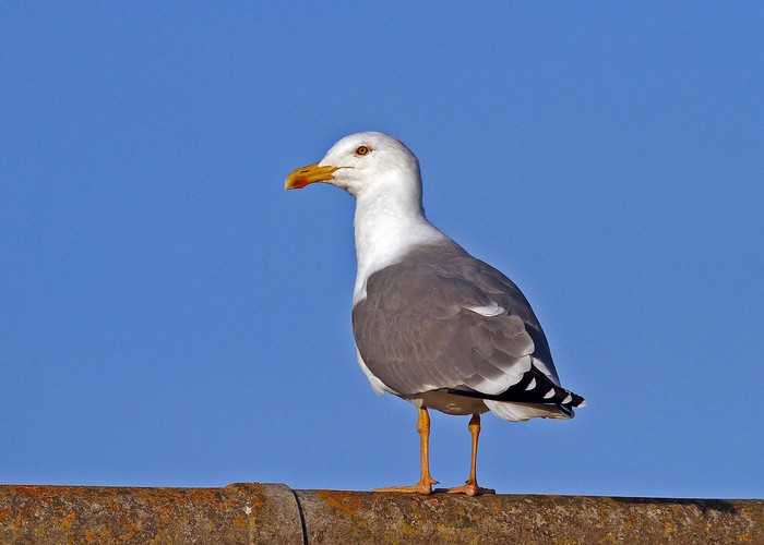 Yellow-legged Gull