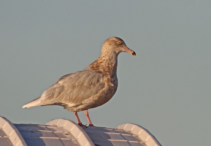 Glaucous Gull